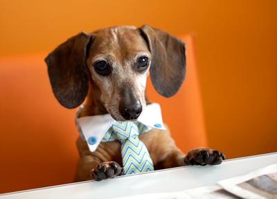 Dachshund-in-Necktie-With-Newspaper