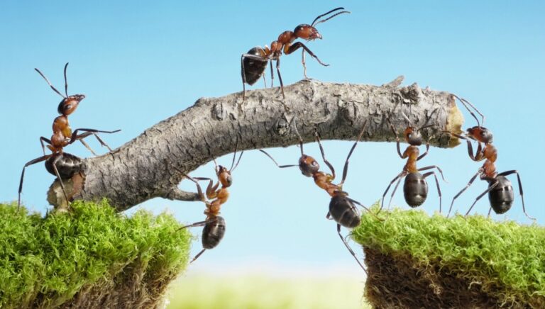 Ants-holding-stick-over-chasm-another-ant-walks-across-on-stick